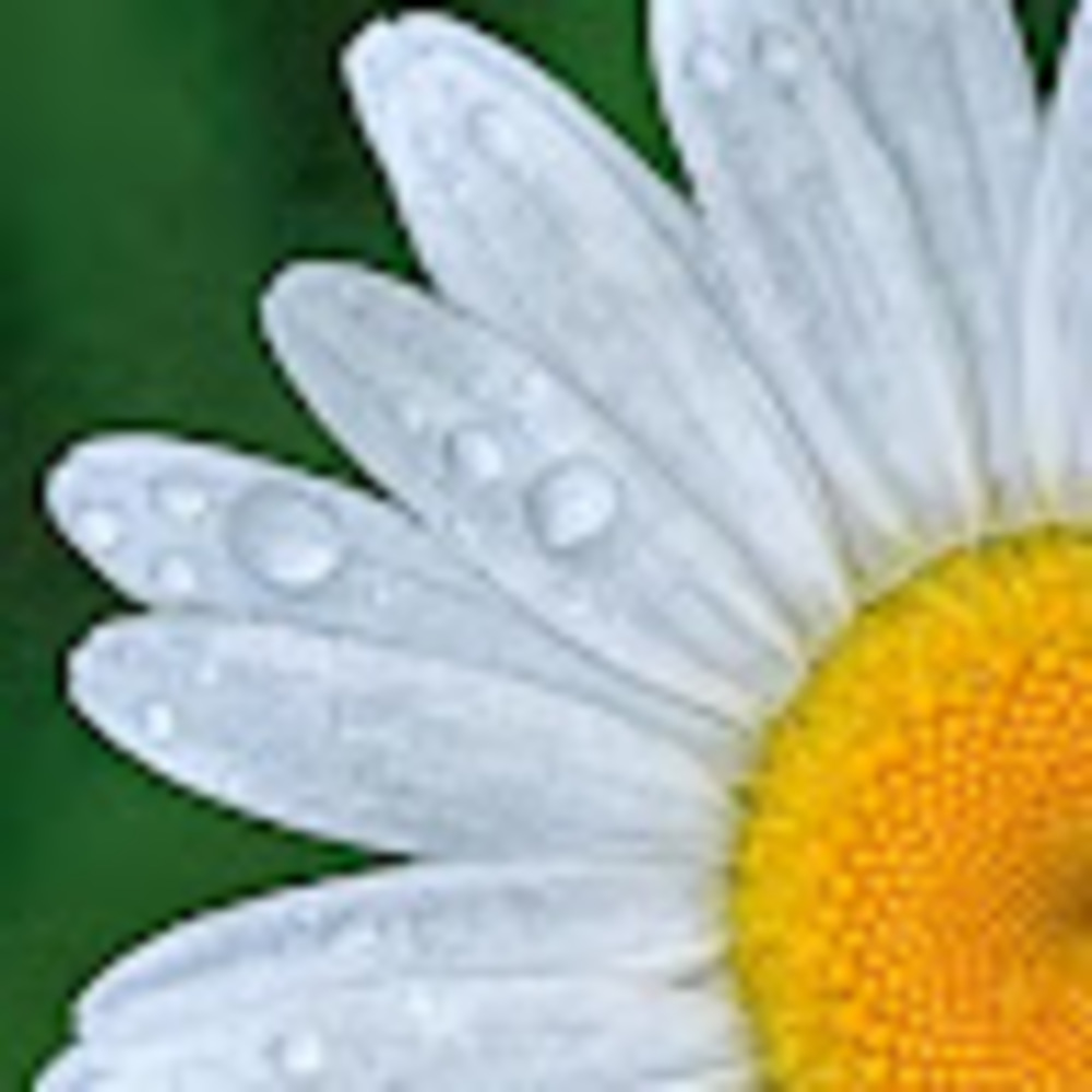 Meet your Posher, Daisy